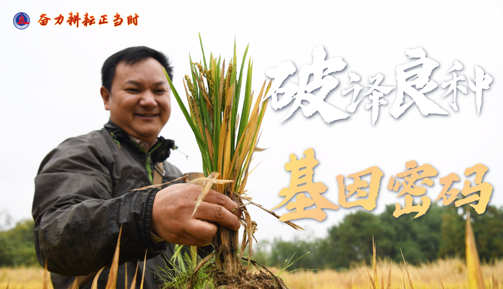 习近平总书记关切事|奋力耕作正其时——农业强国建设一线的四个故事 -  mg不朽情缘
