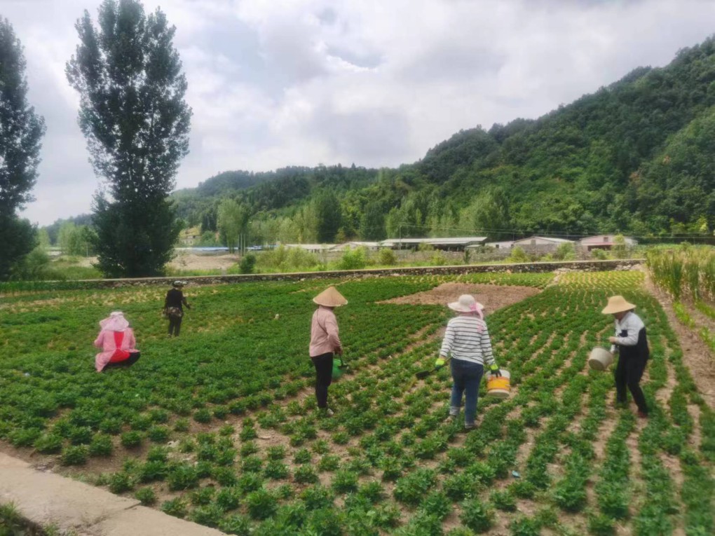 藏粮于地 藏粮于技 mg不朽情缘